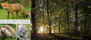 Scion-Woodland-Wildlife-Redone-Blog-02